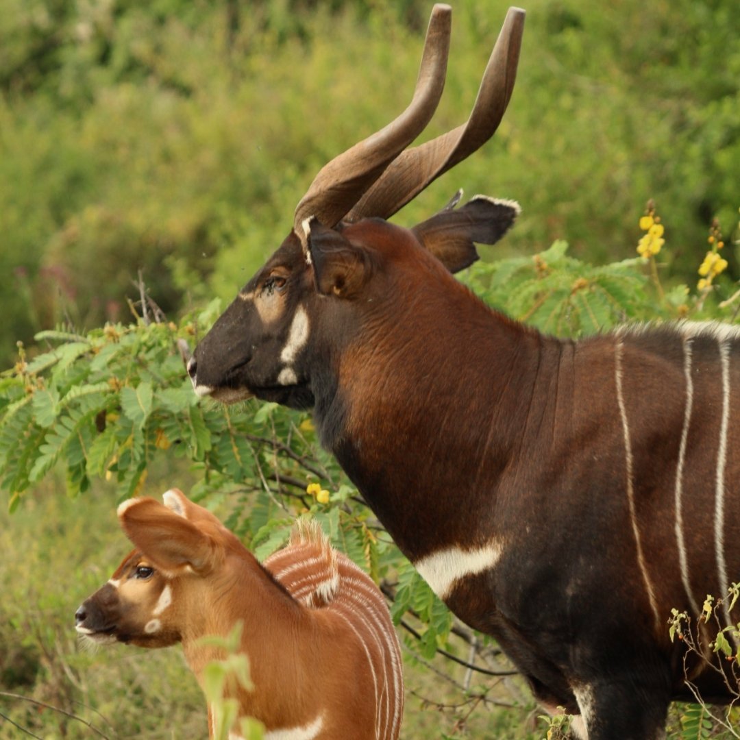 Asili Ridge Rolltop Backpack