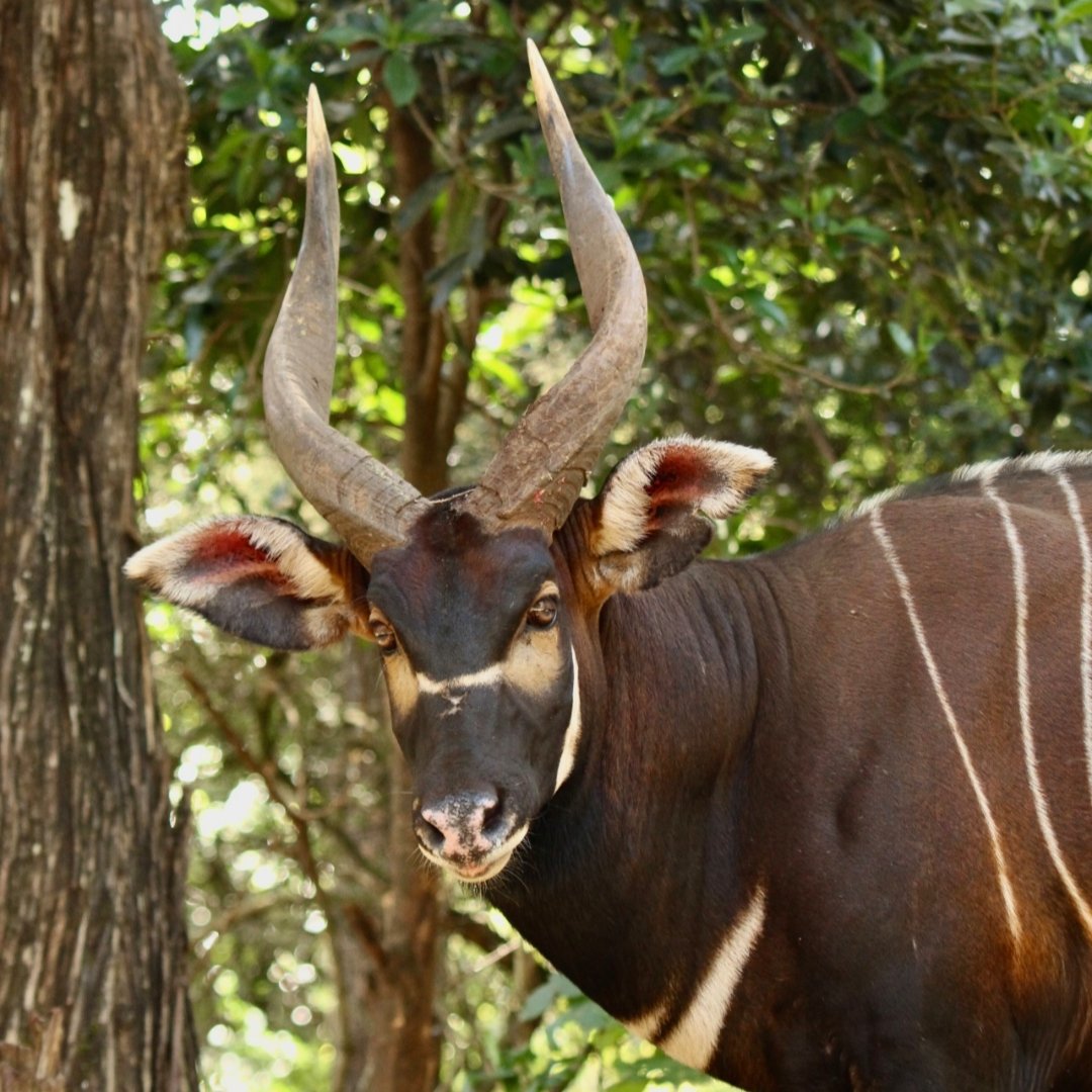 Asili Ridge Rolltop Backpack - Image 5