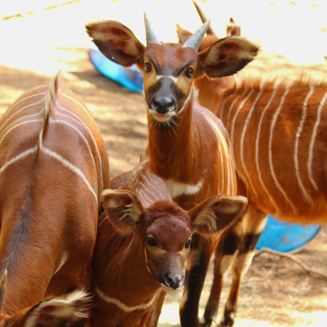 Asili Ridge Rolltop Backpack - Image 6