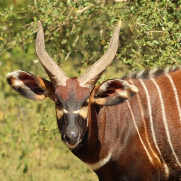 Asili Ridge Rolltop Backpack